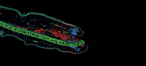 02-rapid-senescence_c-LBG-Mikolaj-Ogrodnik.jpg